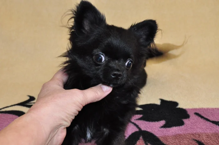 20 очаровательных пёселей, которые растопят любое сердце