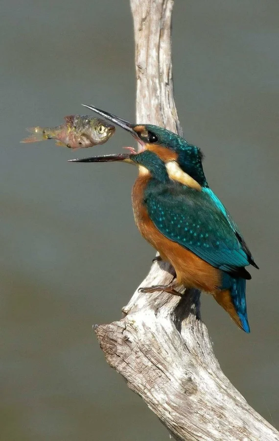 Фотоподборка по одной теме, но с разными акцентами #1