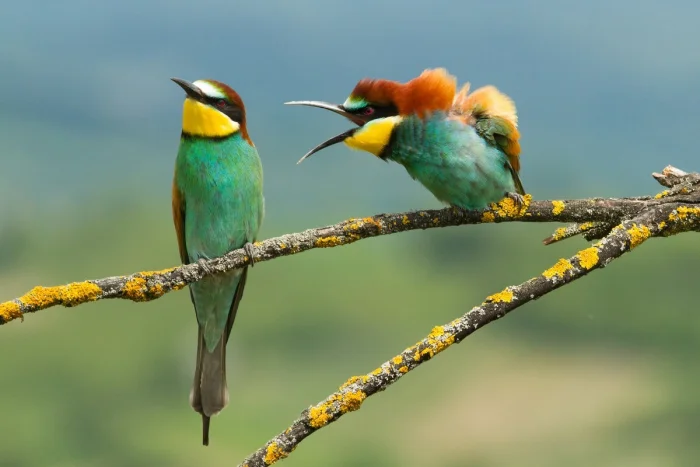 Фотоподборка по одной теме, но с разными акцентами #11