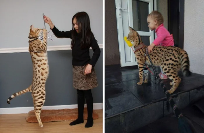 Кошки-хаос: какие породы не подходят для новичков?