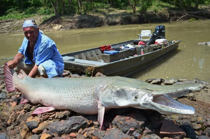 Панцирная щука – живая реликвия американских рек, которую боятся даже крокодилы