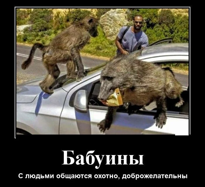 Прикольные демотиваторы