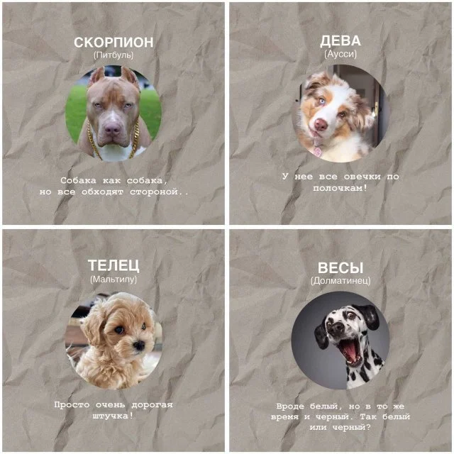 Собачий гороскоп: какая порода соответствует твоему знаку зодиака?