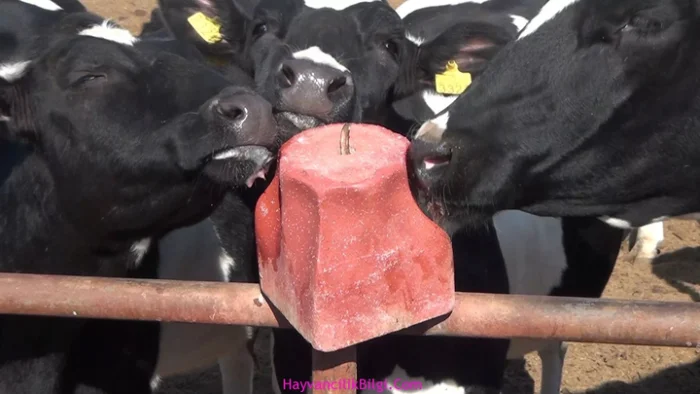 Чипсы и хищники: что в картошке с приправами сводит животных с ума?