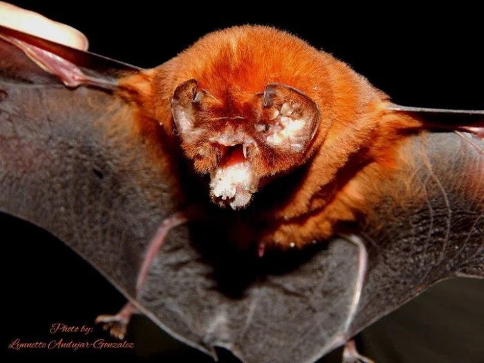 Уникальная анатомия: подбородколист Блейнвилля видит мир ушами