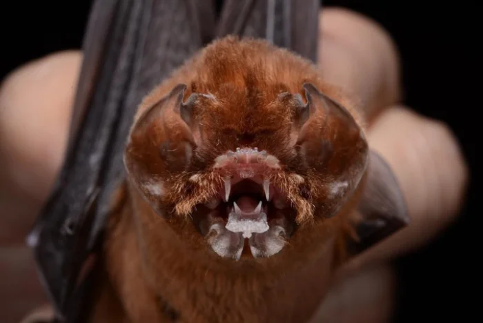 Уникальная анатомия: подбородколист Блейнвилля видит мир ушами