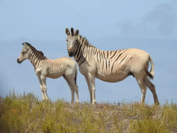 Генно-модифицированные мыши с шерстью мамонта: что удалось создать ученым?