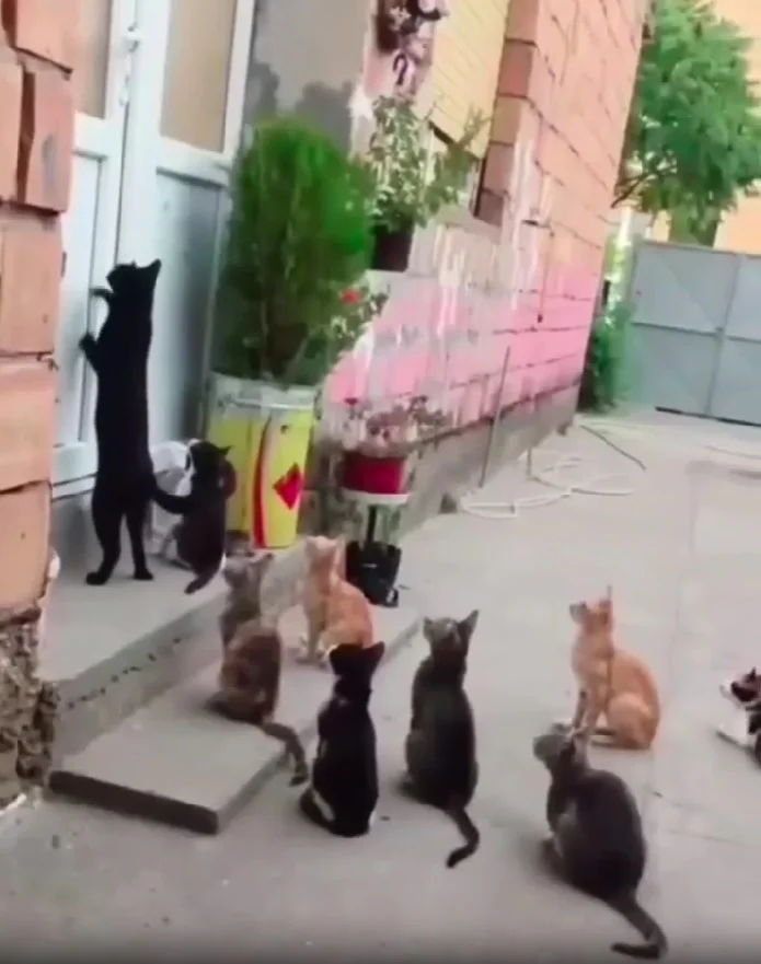 Кошки идут домой