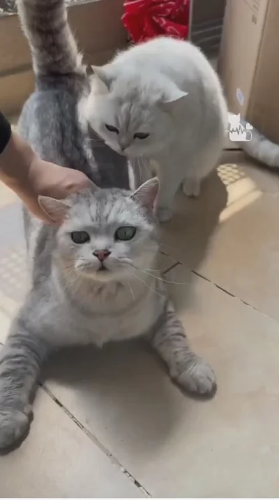 Кот помогает стричь когти