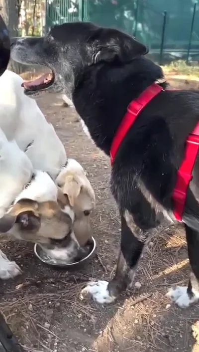 Две блондинки и черныш