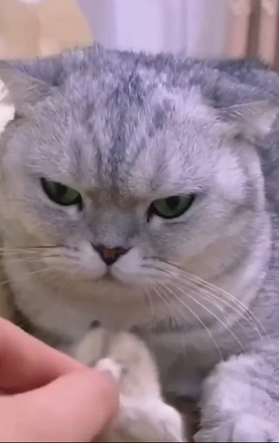 Кот дружит с хомячком