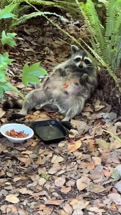 Енот на животик положил еду