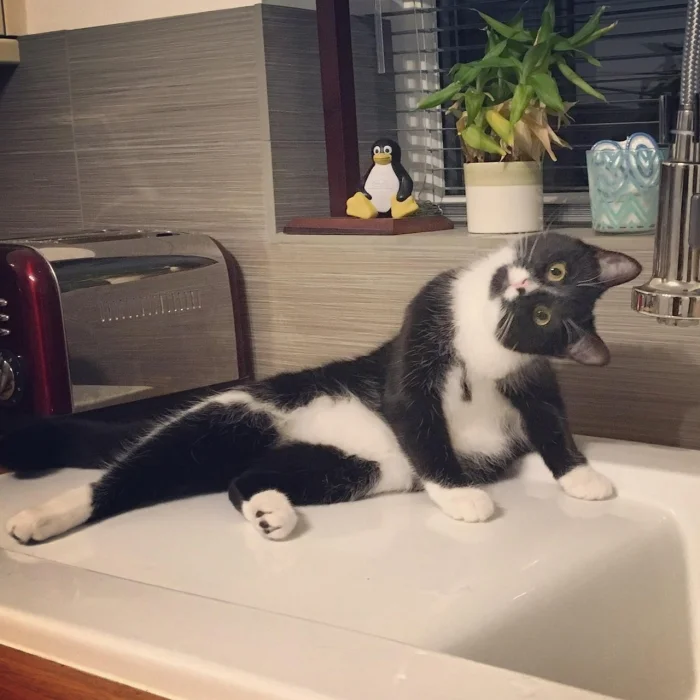 Более 20 очаровательных зверят, которые моментально улучшат день