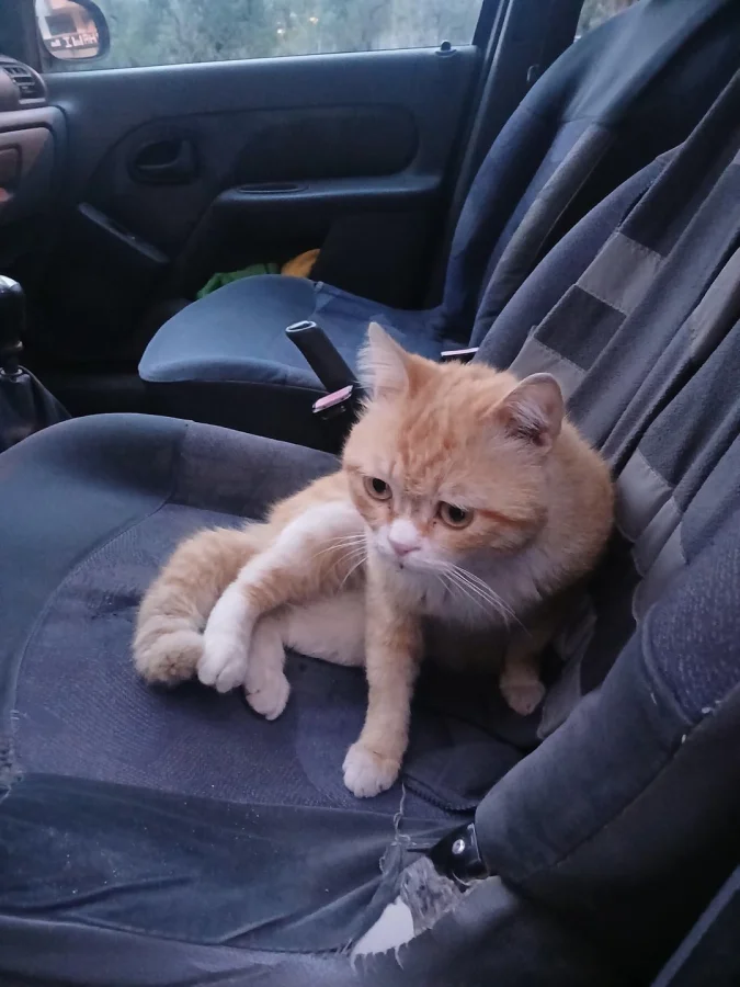 Чем занимаются коты в перерывах между обедом и шалостями