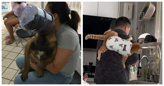 20 зверят, застуканных в момент весёлой неразберихи