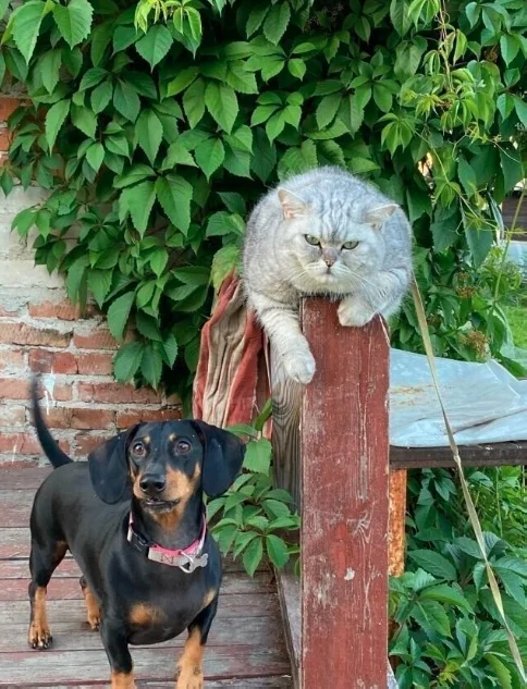 Просто картинки