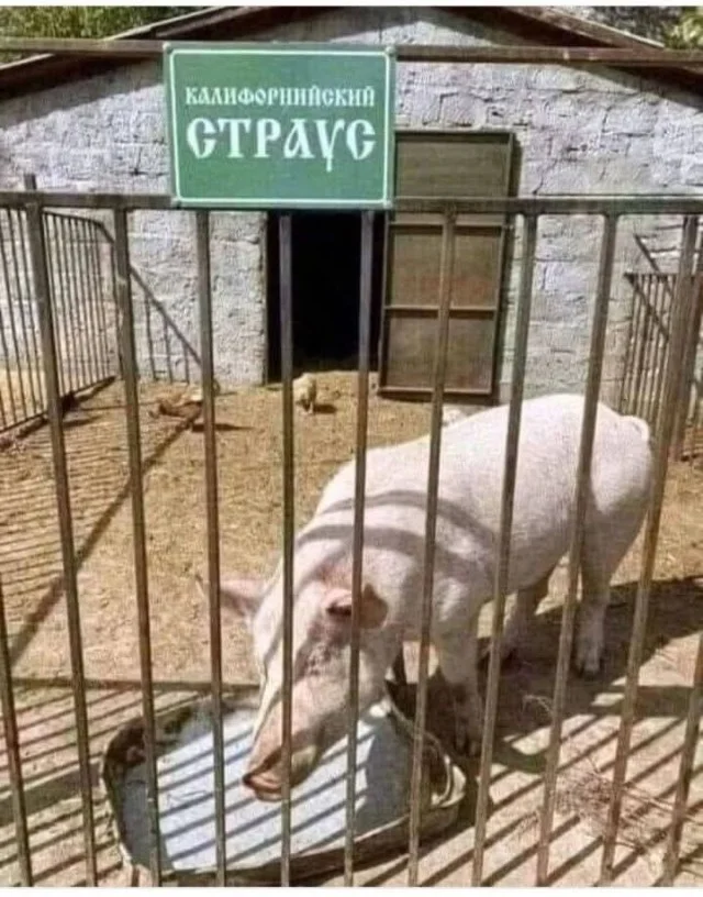 Приколы, чтобы улыбнуться