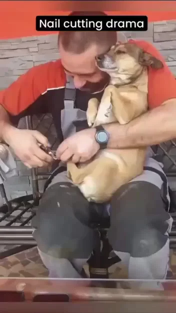 Когтедрама