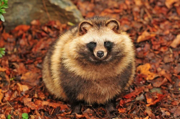 Что скрывают тануки: 8 малоизвестных фактов о мистических существах