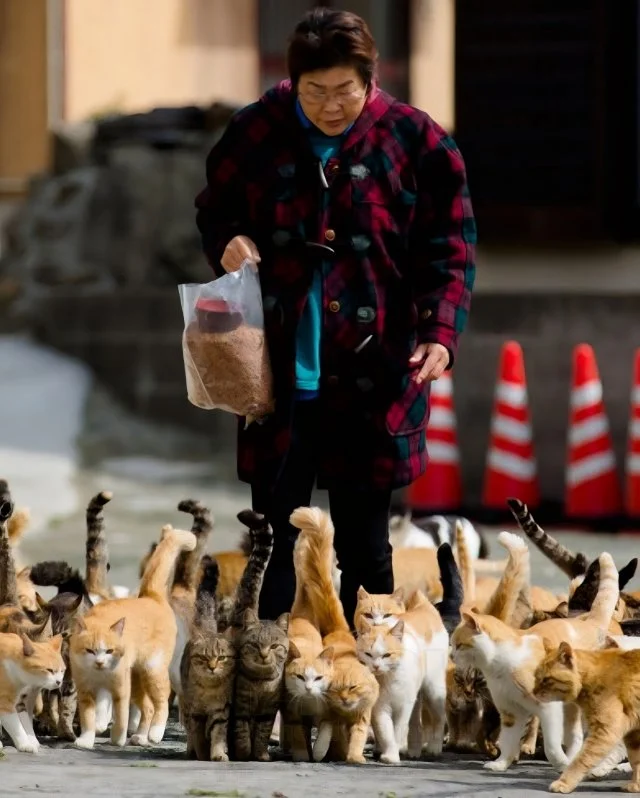 Аосима: остров, где царят кошки