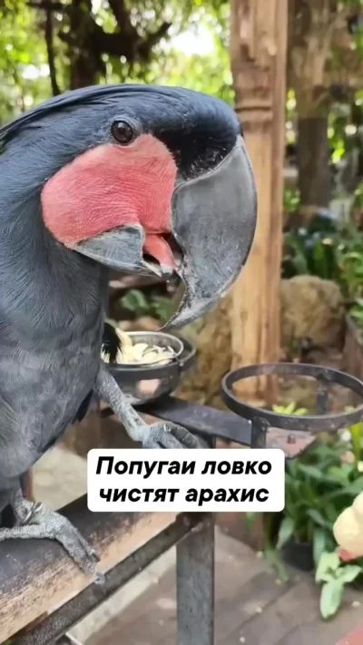Как попугаи чистят арахис