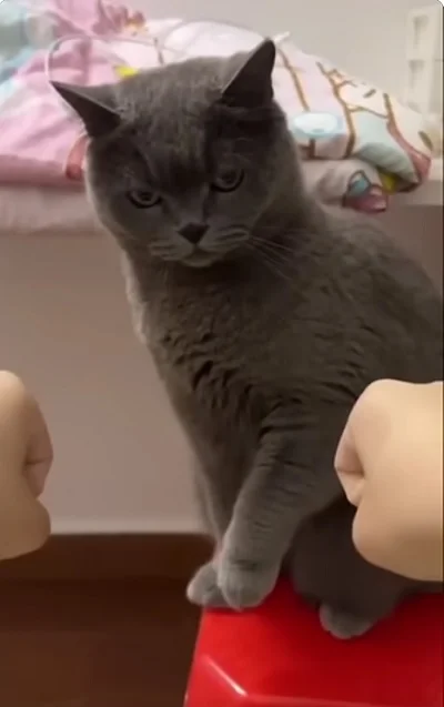 Кот играет в напёрстки