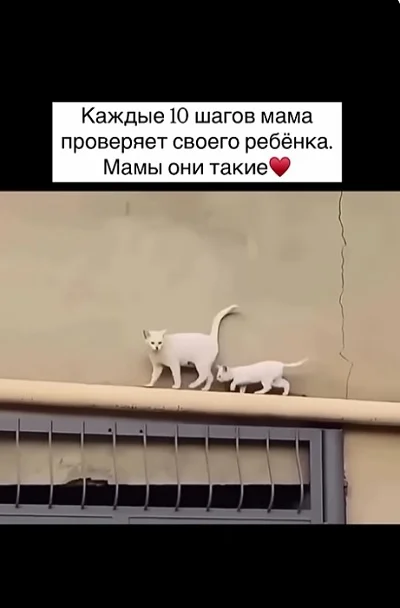 Мама кошка следит за котенком