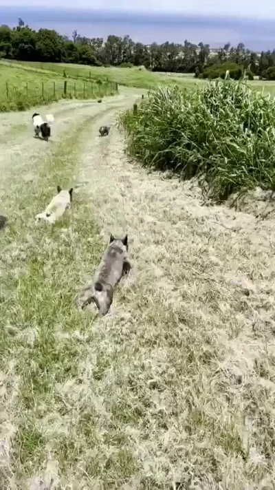 Свежескошенное