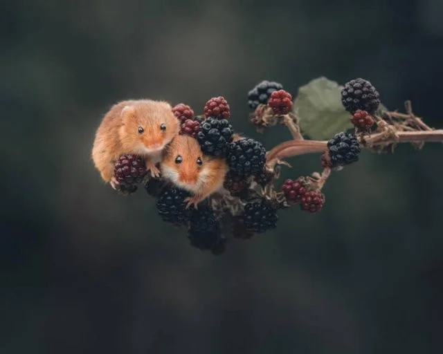 Намешалось: Красивые и интересные картинки