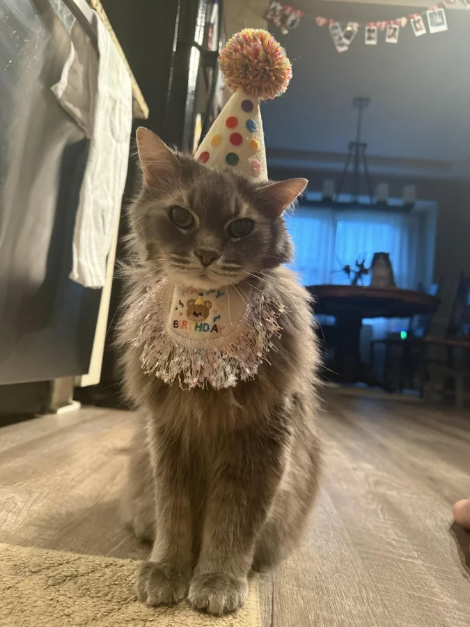 20 моментов, ради которых котики готовы ждать часами