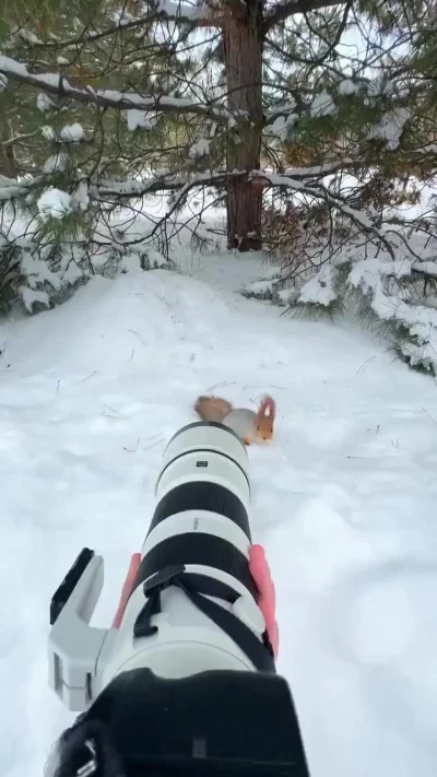 Рыжая белка крупным планом
