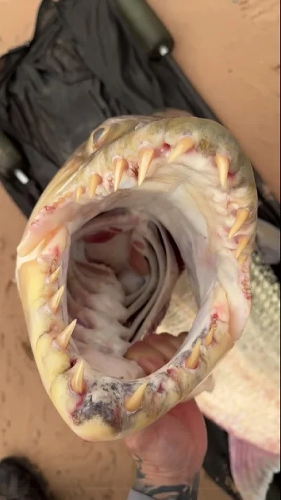 Так вот ты какая Vagina Dentata!