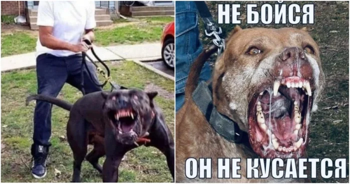 В Госдуме предложили ужесточить ответственность для владельцев опасных собак