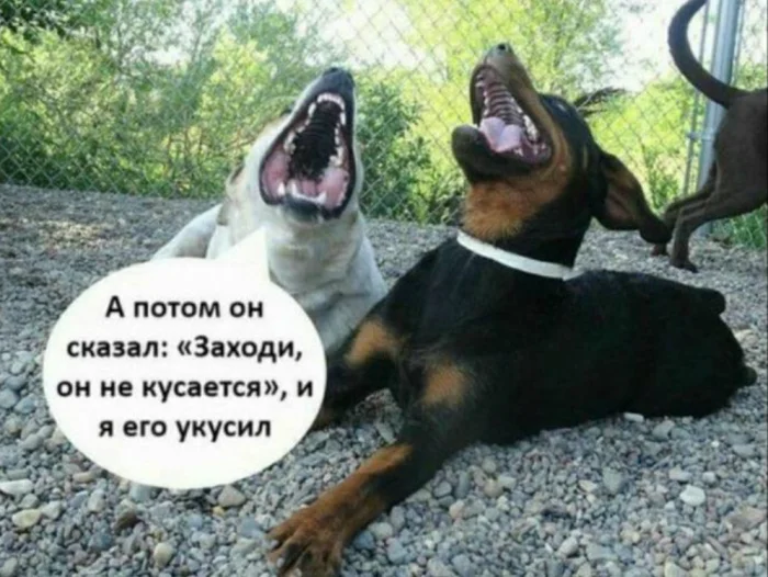 В Госдуме предложили ужесточить ответственность для владельцев опасных собак