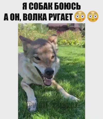 Одомашненный волк
