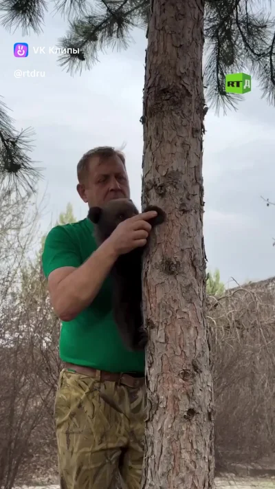 Маленький мишка учится лазить по деревьям