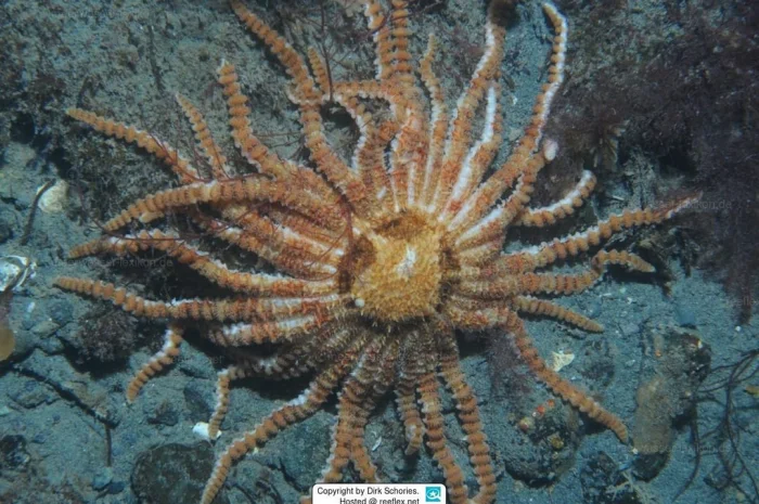 12 существ, чьё существование кажется настоящим чудом природы