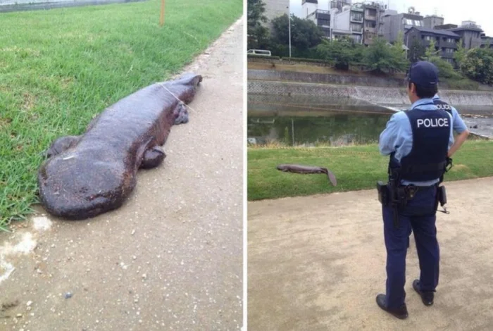 18 гигантов животного мира и природы, поражающих своими масштабами