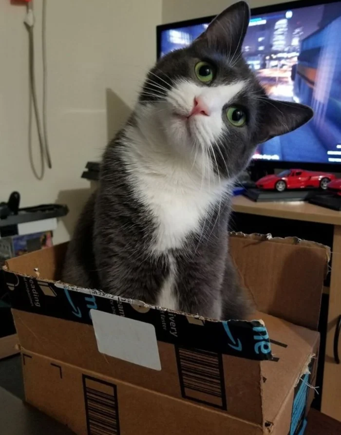 Более 20 котиков с мордочками, перед которыми невозможно устоять