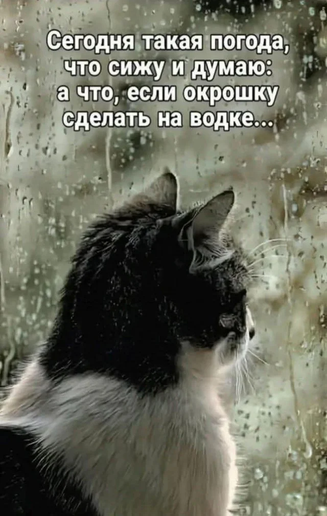 Оборжака! Веселые картинки!