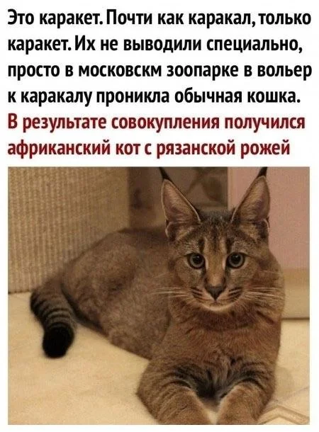 Кото-баяны