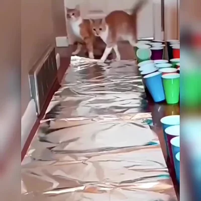 Котики и фольга