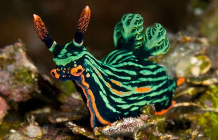 8 морских созданий, чья красота захватывает дух