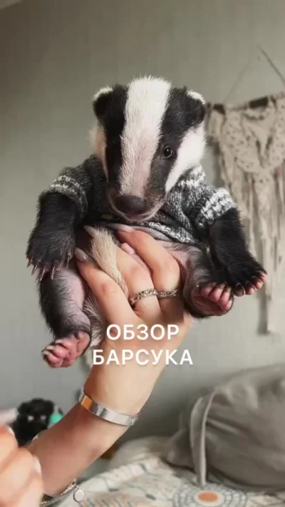 Обзор на барсука