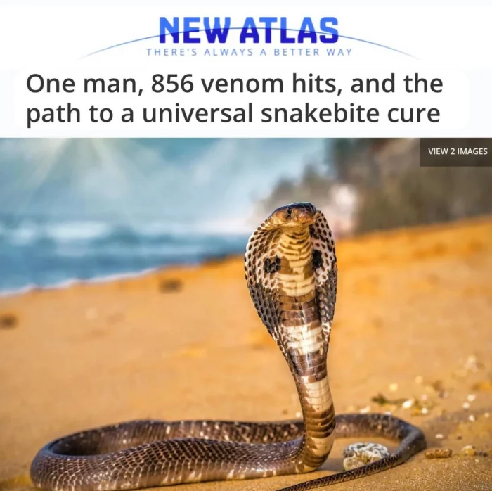 Простой американец помог создать универсальное противоядие от укусов змей