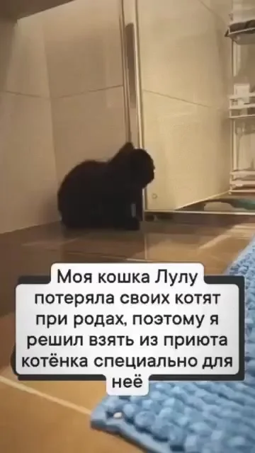 Котенок для кошки