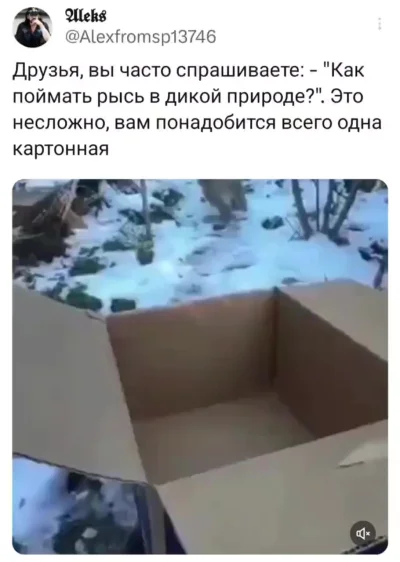Как поймать рысь