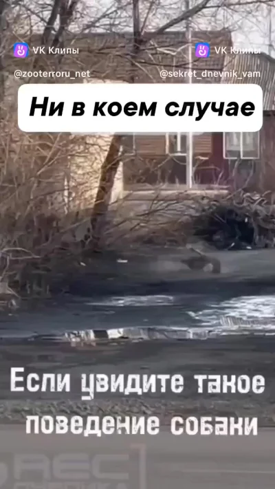 Бешенство