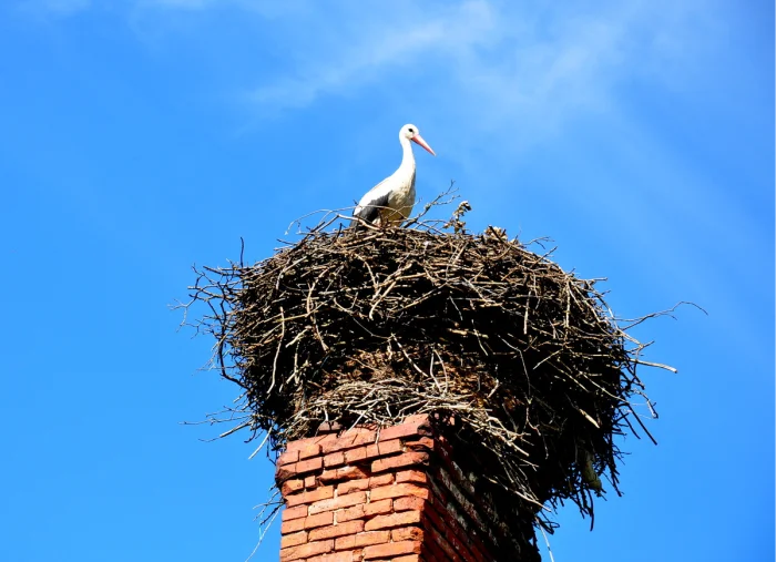 Как устроено гнездо аиста: природная инженерия в действии