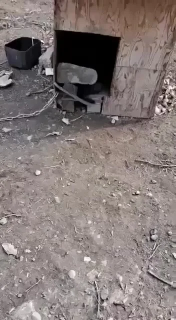 Виталька с собаками
